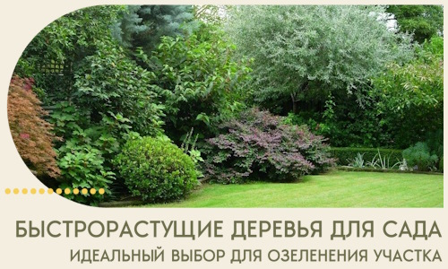 Быстрорастущие деревья для сада идеальный выбор в Верхнем Уфалее