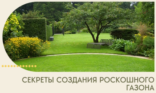 Секреты создания роскошного газона в Верхнем Уфалее